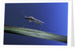 Anopheles maculipennis (malaria mosquito) by Anonymous