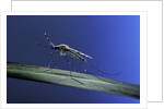 Anopheles maculipennis (malaria mosquito) by Anonymous