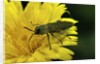 Anthaxia hungarica (jewel beetle) by Anonymous