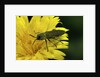 Anthaxia hungarica (jewel beetle) by Anonymous