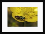 Anthaxia salicis (pasture splendour beetle) by Anonymous