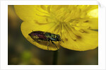 Anthaxia salicis (pasture splendour beetle) by Anonymous