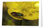 Anthaxia salicis (pasture splendour beetle) by Anonymous