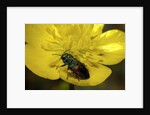 Anthaxia salicis (pasture splendour beetle) by Anonymous