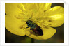 Anthaxia salicis (pasture splendour beetle) by Anonymous