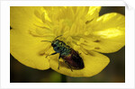 Anthaxia salicis (pasture splendour beetle) by Corbis