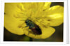 Anthaxia salicis (pasture splendour beetle) by Anonymous