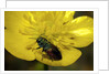 Anthaxia salicis (pasture splendour beetle) by Anonymous