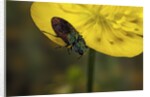 Anthaxia salicis (pasture splendour beetle) by Anonymous