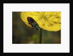 Anthaxia salicis (pasture splendour beetle) by Anonymous
