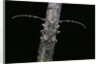Mesosa nebulosa (longhorn beetle) by Anonymous