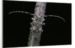 Mesosa nebulosa (longhorn beetle) by Anonymous