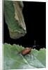 Apoderus coryli (hazel leaf-roller) by Anonymous