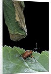 Apoderus coryli (hazel leaf-roller) by Anonymous