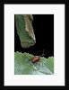 Apoderus coryli (hazel leaf-roller) by Anonymous