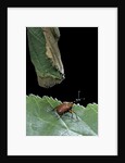 Apoderus coryli (hazel leaf-roller) by Anonymous