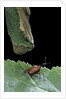 Apoderus coryli (hazel leaf-roller) by Anonymous
