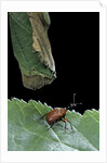 Apoderus coryli (hazel leaf-roller) by Anonymous