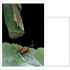 Apoderus coryli (hazel leaf-roller) by Anonymous