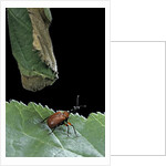 Apoderus coryli (hazel leaf-roller) by Anonymous