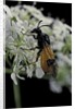 Arge cyanocrocea (bramble sawfly) by Anonymous
