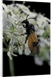 Arge cyanocrocea (bramble sawfly) by Anonymous