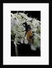 Arge cyanocrocea (bramble sawfly) by Anonymous