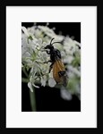Arge cyanocrocea (bramble sawfly) by Anonymous