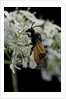 Arge cyanocrocea (bramble sawfly) by Anonymous