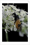 Arge cyanocrocea (bramble sawfly) by Anonymous