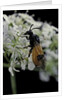 Arge cyanocrocea (bramble sawfly) by Anonymous