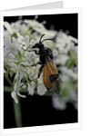 Arge cyanocrocea (bramble sawfly) by Anonymous