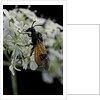 Arge cyanocrocea (bramble sawfly) by Anonymous