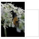 Arge cyanocrocea (bramble sawfly) by Anonymous