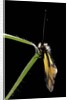 Libelloides coccajus (owlfly) by Anonymous