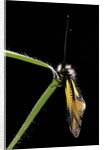 Libelloides coccajus (owlfly) by Anonymous