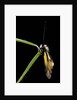 Libelloides coccajus (owlfly) by Anonymous