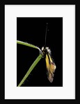 Libelloides coccajus (owlfly) by Anonymous