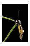 Libelloides coccajus (owlfly) by Anonymous