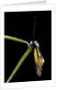 Libelloides coccajus (owlfly) by Anonymous