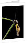 Libelloides coccajus (owlfly) by Anonymous