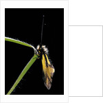 Libelloides coccajus (owlfly) by Anonymous