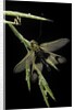 Libelloides longicornis (owlfly) by Anonymous