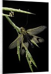 Libelloides longicornis (owlfly) by Anonymous