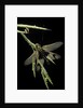 Libelloides longicornis (owlfly) by Anonymous