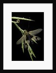 Libelloides longicornis (owlfly) by Anonymous