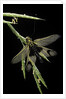 Libelloides longicornis (owlfly) by Anonymous