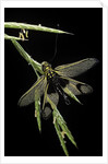 Libelloides longicornis (owlfly) by Anonymous