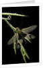 Libelloides longicornis (owlfly) by Anonymous