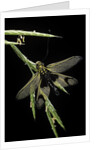 Libelloides longicornis (owlfly) by Anonymous